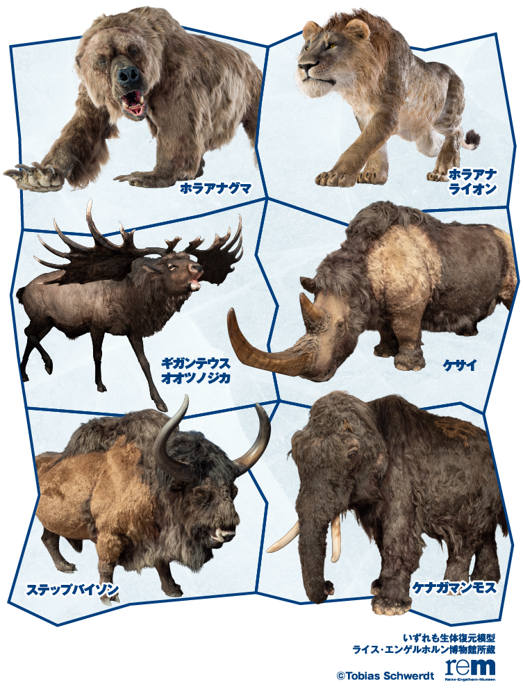 ケナガマンモス、ラアナライオン、ホラアナグマ、ステップバイソン、ギガンテウスオオツノジカ、ケサイカの写真