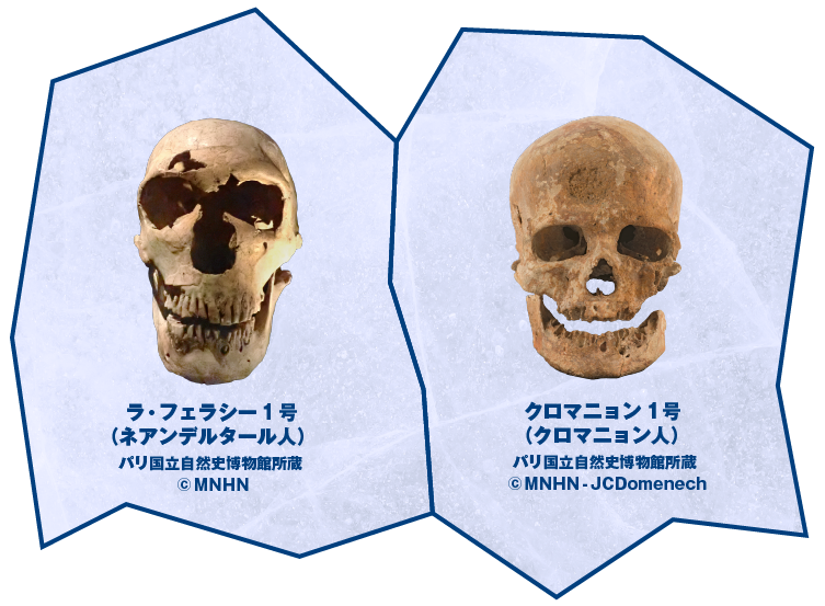 ラ・フェラシー１号（ネアンデルタール人）© MNHN/クロマニョン1号（クロマニョン人）© MNHN - JCDomenech