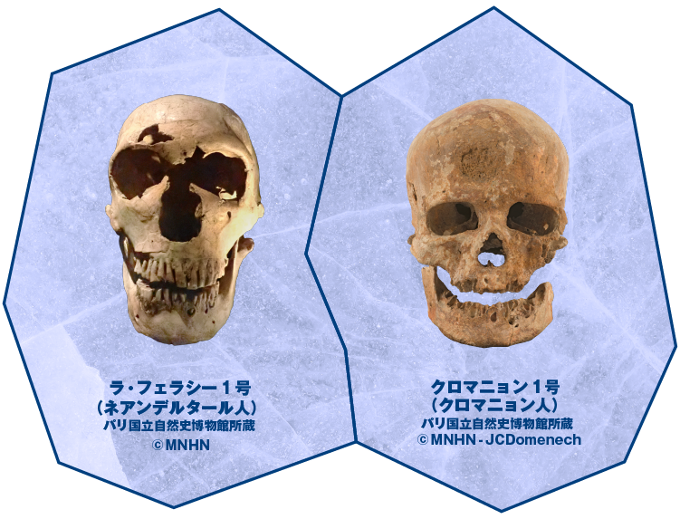 ラ・フェラシー１号（ネアンデルタール人）© MNHN/クロマニョン1号（クロマニョン人）© MNHN - JCDomenech